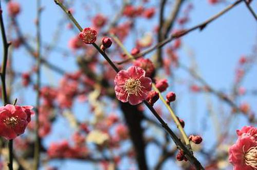 梅花分类之花色花型篇