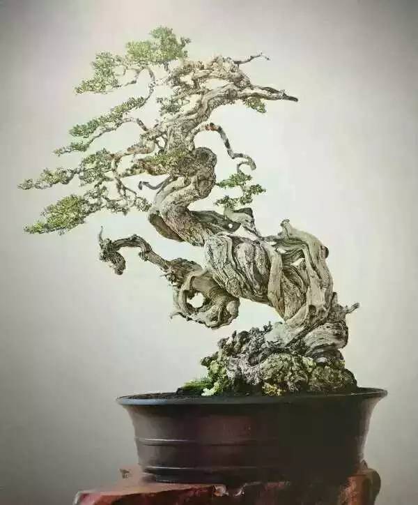 盆景树桩枝干造型，如何巧妙融入自然之美