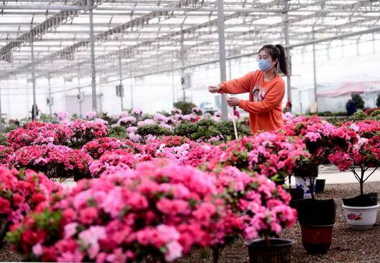 介绍适合南朝向的盆栽花卉