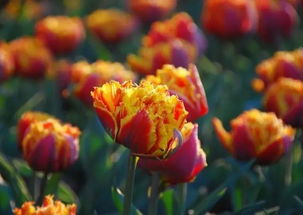 覆土的技巧和影响