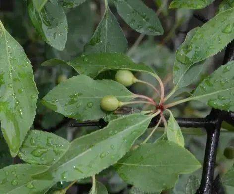 滇紫荆属于裸子植物吗？它是如何区别于被子植物的