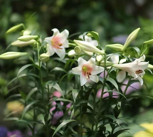 种下百合，先打好底