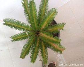 如何控制铁树叶子伸长？其生长速度可否人为调节