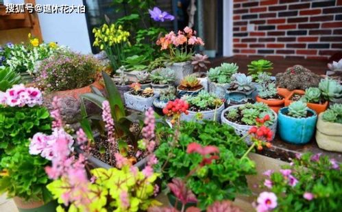 一些实用的品种选择技巧