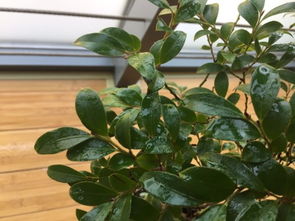 2. 水少了叶子发黄