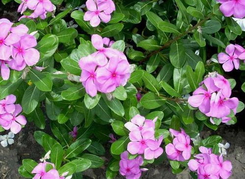 长春花：优雅的四季伴侣