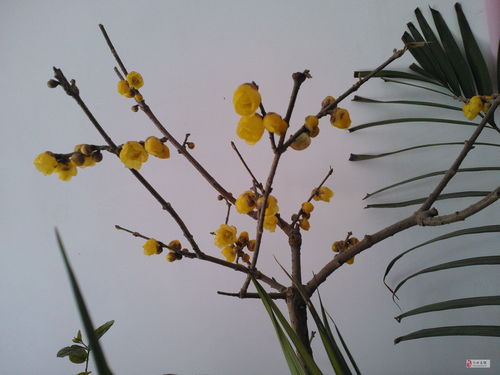 腊梅花开花期延长的小技巧