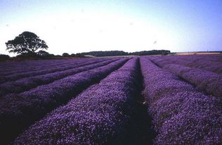 薰衣草：香草之后的传奇