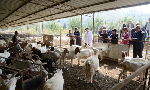 农业养殖：人工授精在猪场应用中的挑战与对策