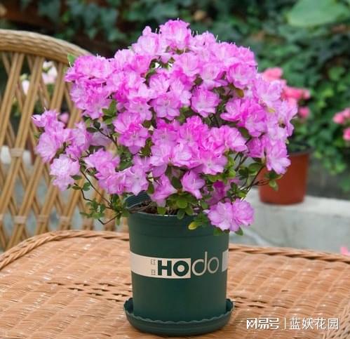 杜鹃花换土需要注意什么有没有简单易懂的步骤可以轻松掌握