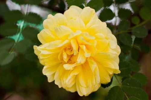 黄蔷薇花语是什么？它代表了哪些寓意和象征