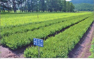 加强领导，落实责任