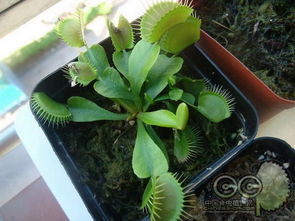 捕蝇草开花秘诀，养出爆红花卉！