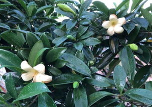非洲茉莉养殖方法有哪些？如何避免常见问题