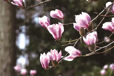 第二步：低温处理， 加速发芽过程