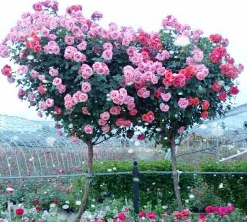 树状月季的养护技巧，你了解多少？