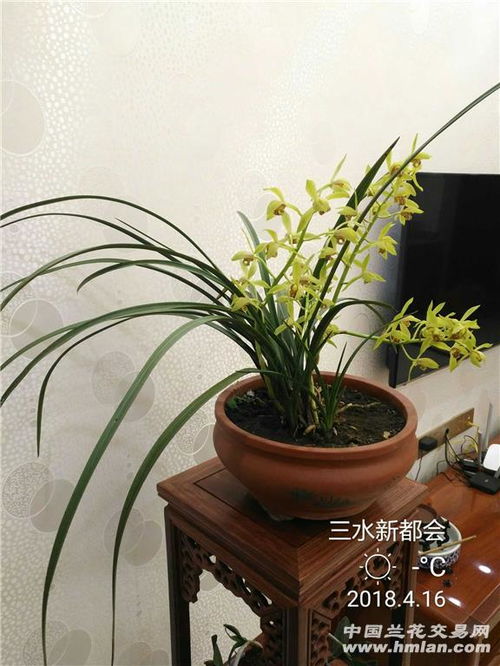 新手如何挑选引种蕙兰，成活率无忧