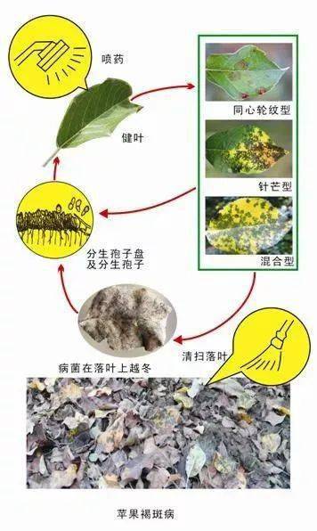 丙环唑的使用方法