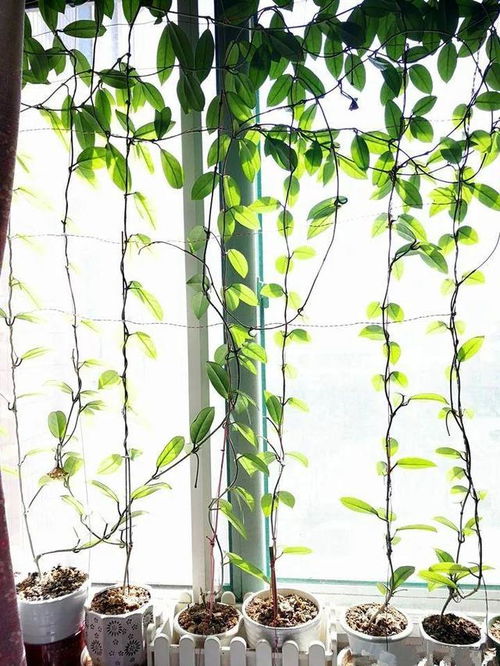 阳台上的小秘密