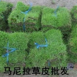 绿化天然真草坪价格：咨询草坪基地获取梗准备的价格