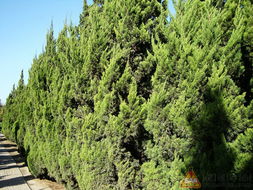 柏树， 我们的好伙伴