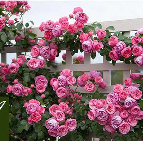 6、蜂蜜焦糖月季