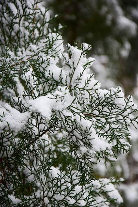 雪松冬季发黄之谜