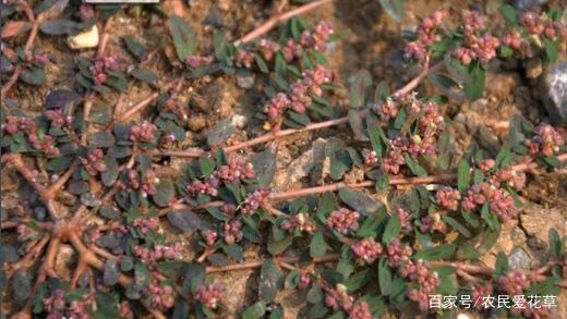网红植物：红脉酸模与野菠菜的区分