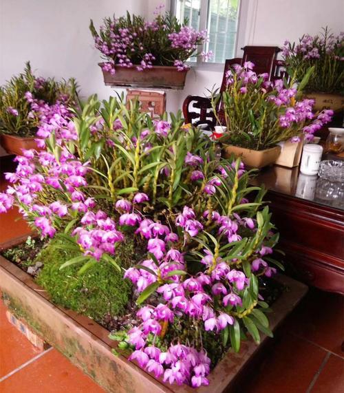 三、浇水频率：保持湿润不可积水