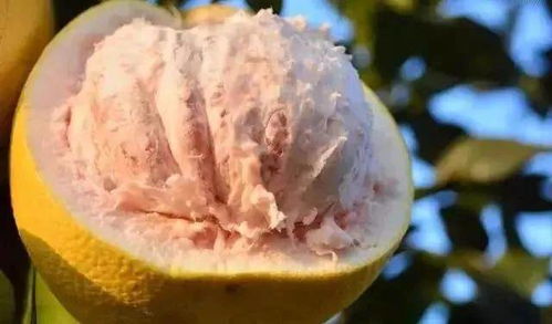 加速柚子发芽的步骤