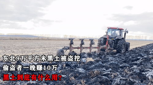 黑土被盗挖， 价值连城