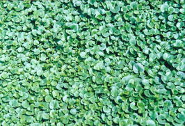 边坡绿化的目的与植物配置