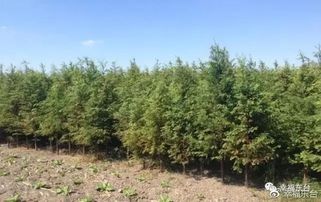 金边女贞：金边点缀的优雅之选