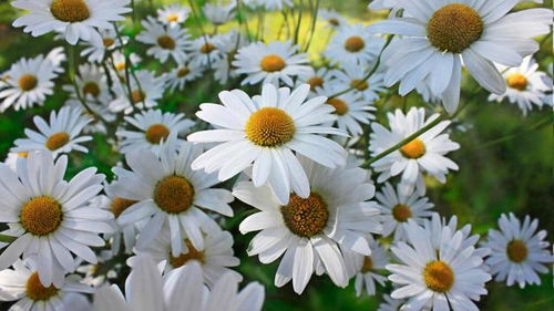 阳光花的魅力，不怕晒不怕热