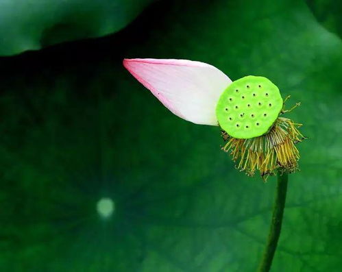 荷花和菊花是通过什么方式传播种子的