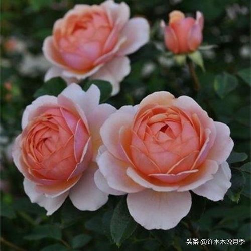 月季花籽秋季种植最佳？新手必看的种植时间是什么时候