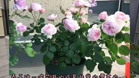 盆栽月季忌用园土