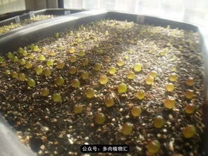 “生石花修根技巧，视频教学，快速上手！”