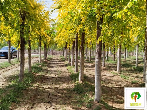 哪种树梗适合北方城市街道呢？