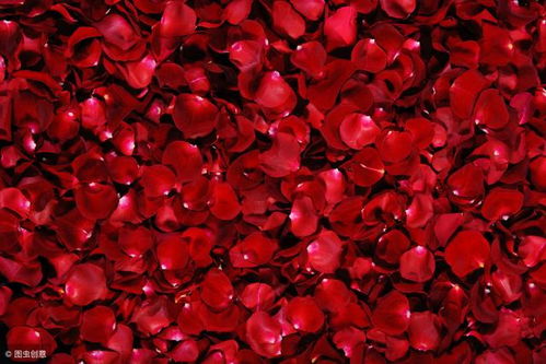 重瓣与单瓣的“较量”