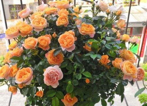 适合哪些气候条件种植？