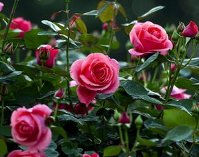 西瓜视频，高清视频，画面清晰