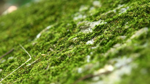 小叶黄金草的多重功效