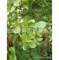 种子处理，温度有讲究