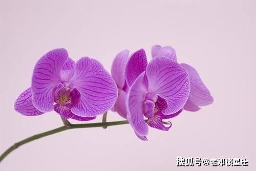 蝴蝶兰作为生命、自由与美的象征，它的独特意义和传说背后有哪些引人入胜的故事呢