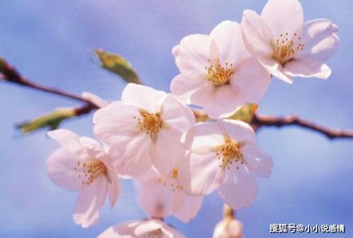 施肥大法：营养均衡，花朵才嫩繁盛