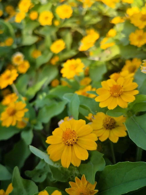 九月菊花盛开时错过又要等一年