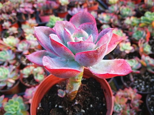 光照有门道：喜阴还是喜阳？