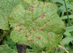 葡萄斑病的种类