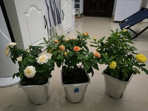 原因一：浇水过多或连阴雨天